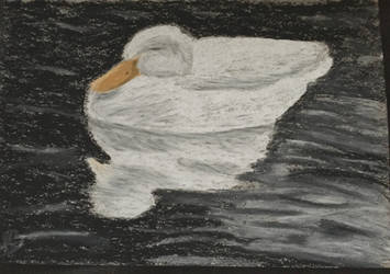 White duck by Wendy0