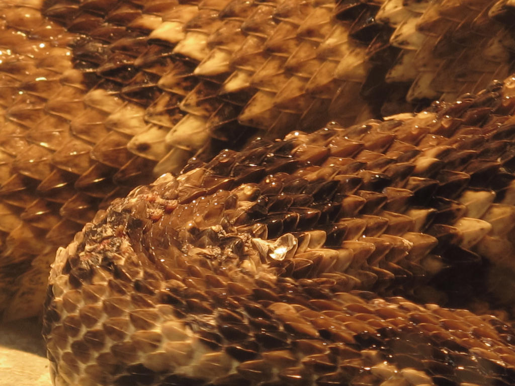 Timber Rattlesnake Scales by Marbletoast on DeviantArt