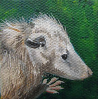 Virginia Opossum