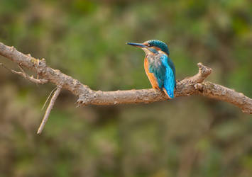 Kingfisher