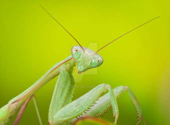 Praying Mantis