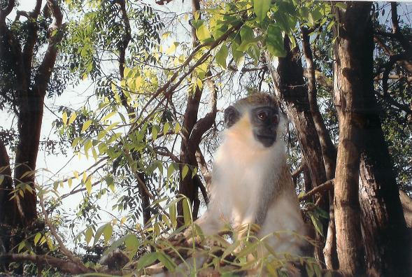 Wild Green monckey at Barbados