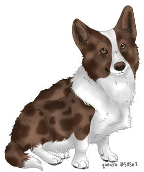 Cardigan Welsh Corgi