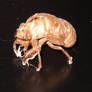 Cicada shell on black table