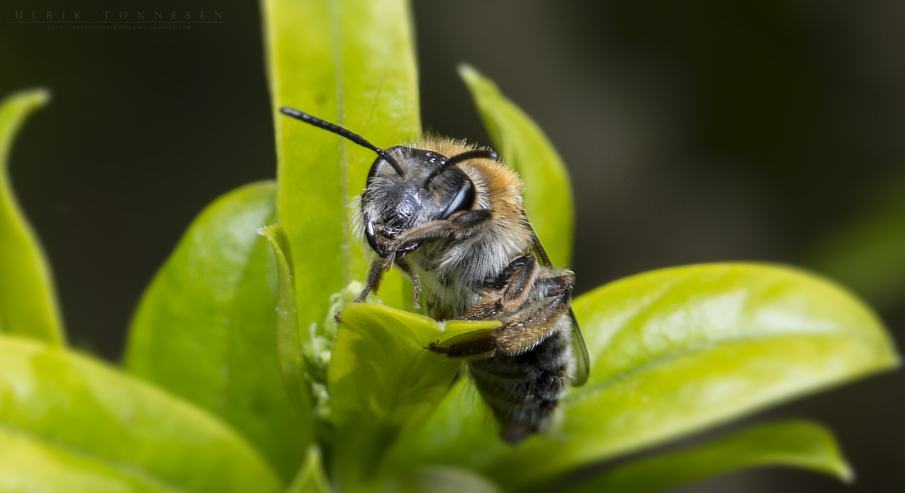 Bee