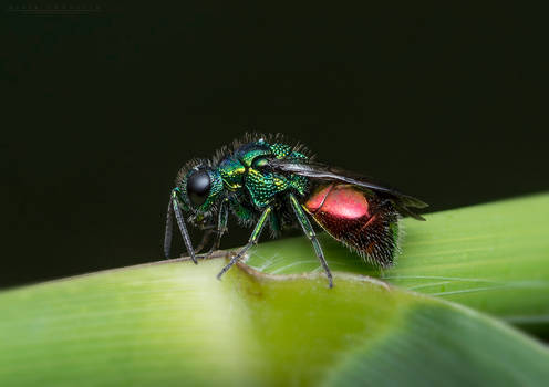 Chrysis Ignita