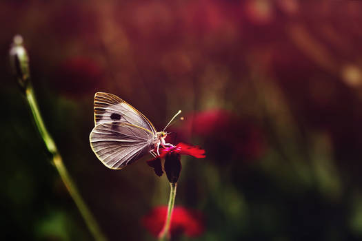 The butterfly on the flower