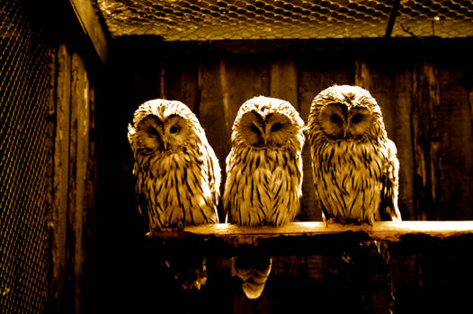 Owl Triplet