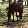 HORSE brown