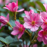 Pink flowers