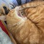 Red cat one big yawn