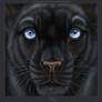 Gift for Bagheera
