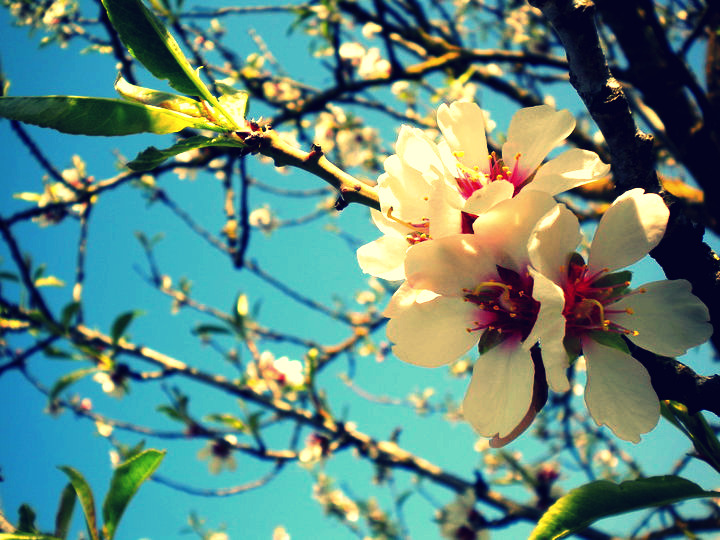 Candy Flowers