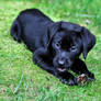 black lab puppy with pine cone
