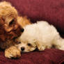 cuddle puppies