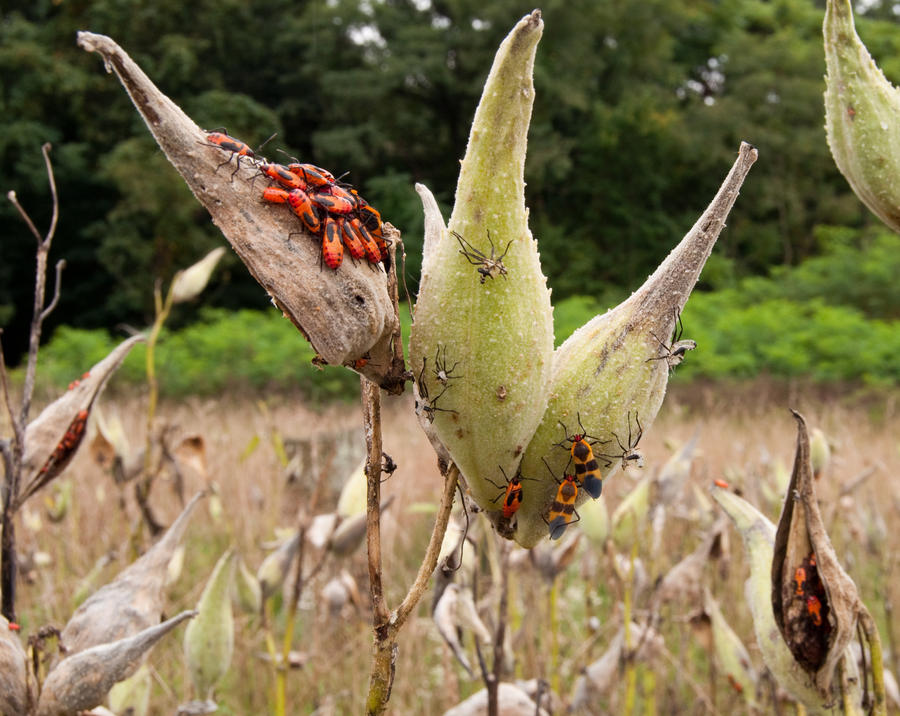 molting milkweed bugs