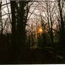 Sunset in the woods 2