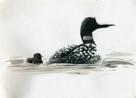 Loons in water