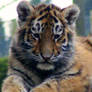 amur tiger cub 1