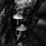 little mushrooms