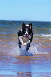 Bailey at the beach