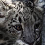 Snow Leopard Cub