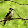 Greater Spotted Woodpecker