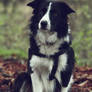 Bailey 13
