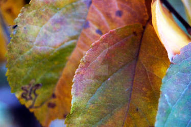 Fall Leaves