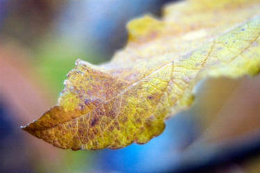 Fall Leaf