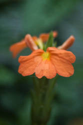 Greenhouse Flower 3