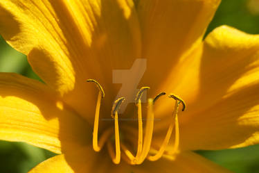 Yellow Flower Macro