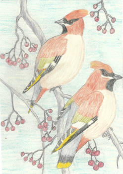 Bohemian waxwings