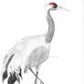 Common crane painting