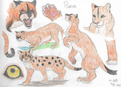 Puma practice