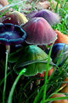 Candy Mushrooms by JackieHeartsyou