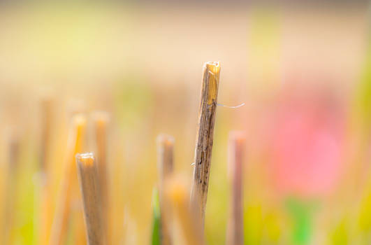 Moar Spring Macro!