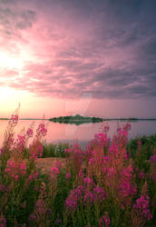 Flowers and sunrise