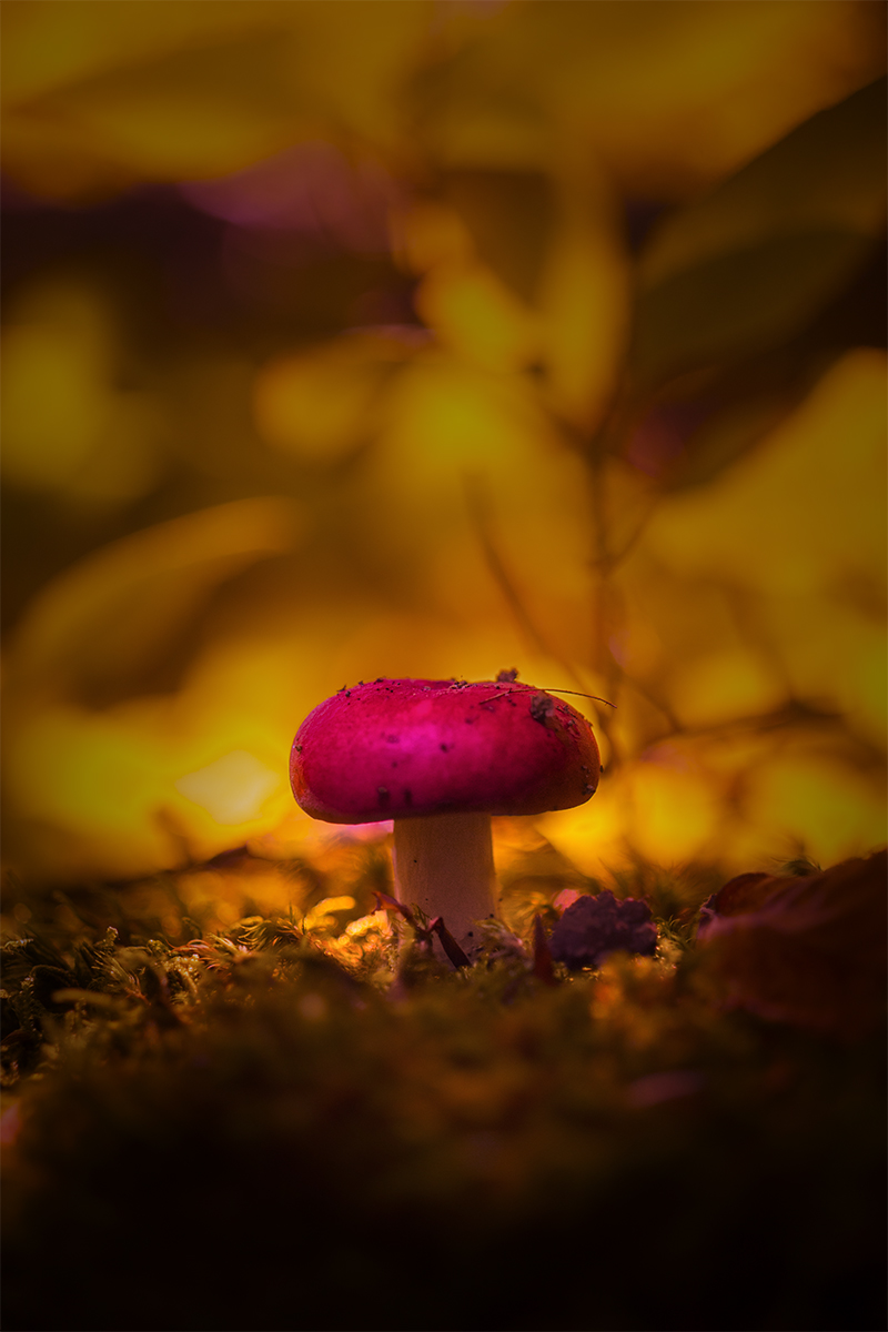 Autumn Shrooms