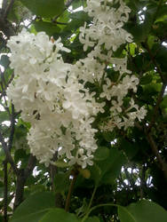 white lilac