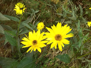 Sunny Flowers