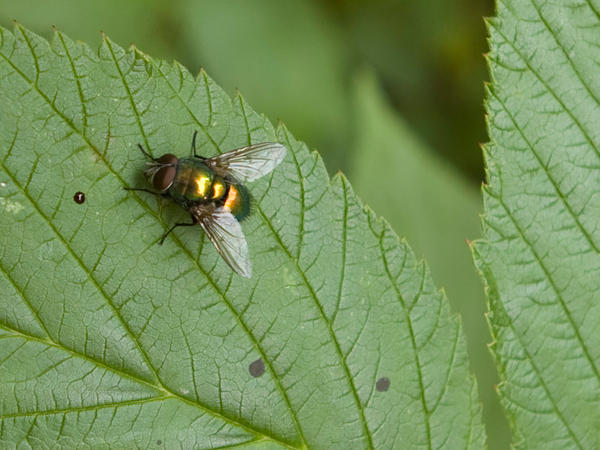 Fly on leaf IV