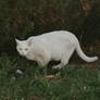 Russian white cat