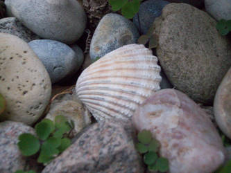 Shells and stones