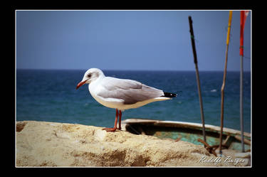 gaviota