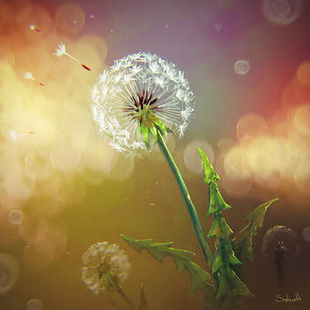 Dandelion Flower