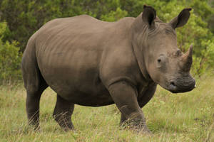 Rhino Stance
