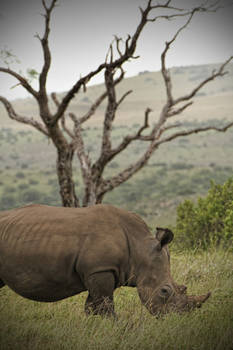 Rhino and the Tree