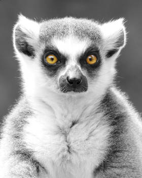 Those Lemur Eyes