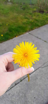 Dandelion in my hand